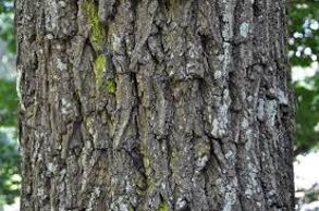 black walnut bark