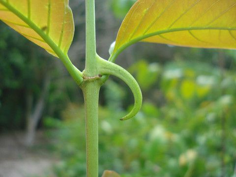 cats claw una de gato herb